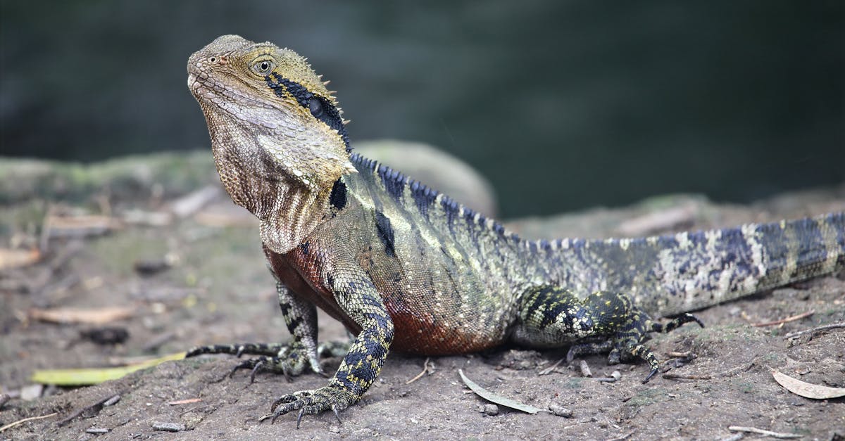 Life in Mahmutlar: Daily Living Tips and Neighborhood Atmosphere